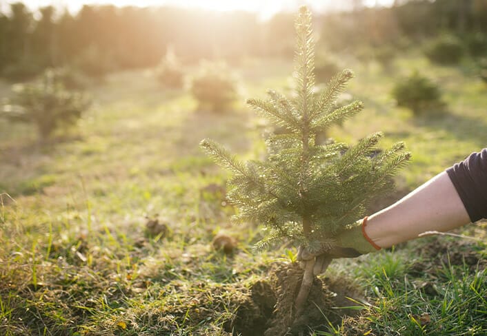 Holiday Card Planting Trees